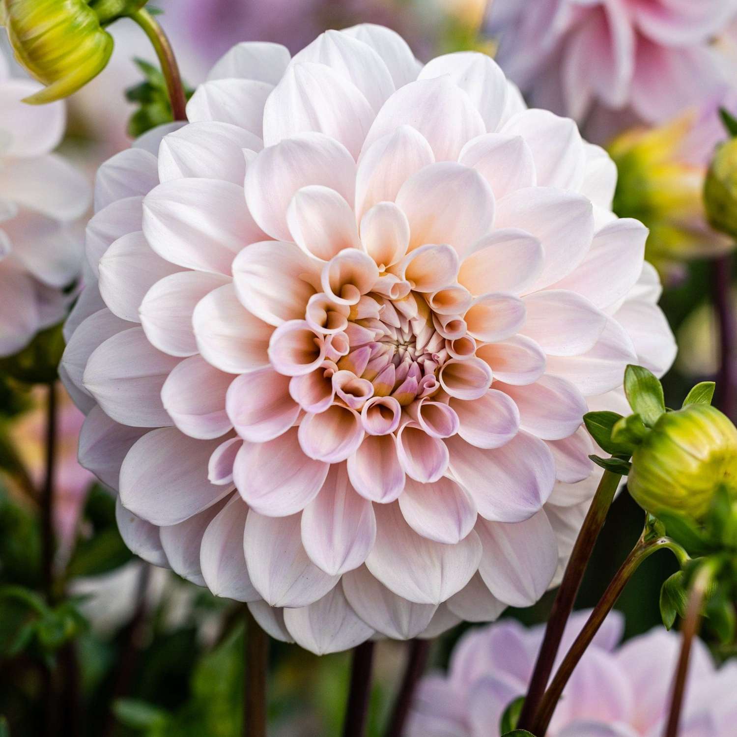 Dahlie 'Sweet Nathalie'